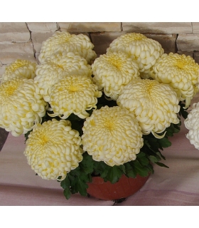 Chryzantema duża nr P002