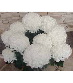 Chryzantema duża nr P001