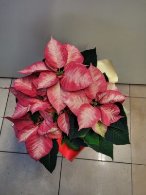 Gwiazda Betlejemska Poisencja nr O001