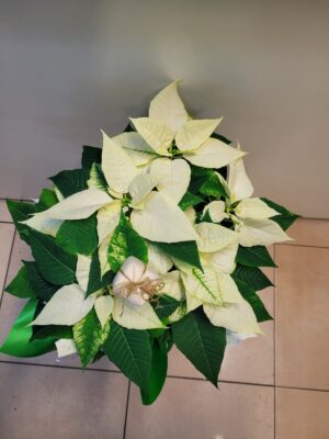 Gwiazda betlejemska Poistencja nr O002