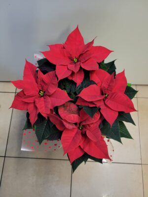 Gwiazda Betlejemska Poistencja nr O003